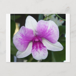 Cartão Postal perto de uma linda orquídea roxa e branca