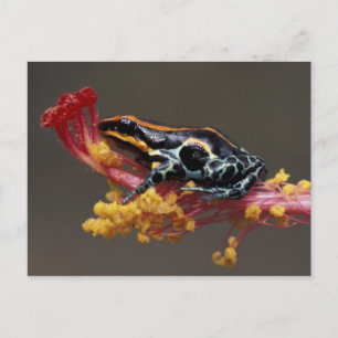 Cartão Postal Peru, Floresta Amazônica Peruana. Sapo Veneno