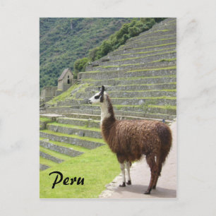 Cartão Postal peru lama