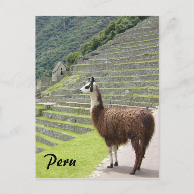Cartão Postal peru lama (Frente)