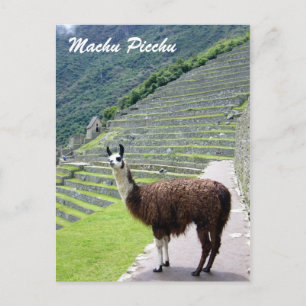 Cartão Postal peru lama parece