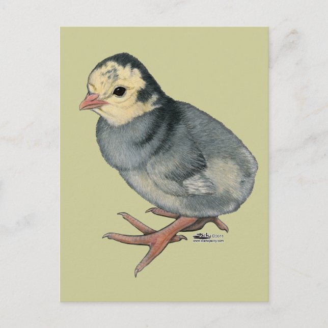 Cartão Postal Peru Poult Blue Slate (Frente)