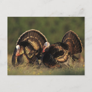 Cartão Postal Peru Selvagem, Meleagris gallopavo,machos