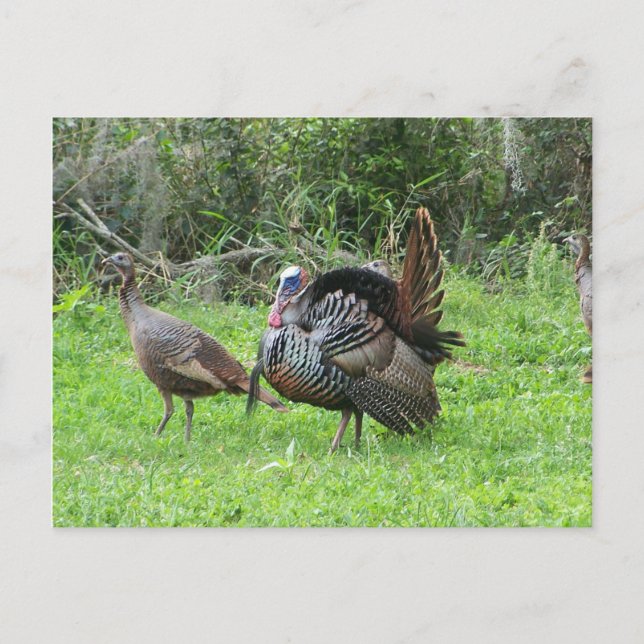 Cartão Postal Perus no lago oeste de Toho (Frente)