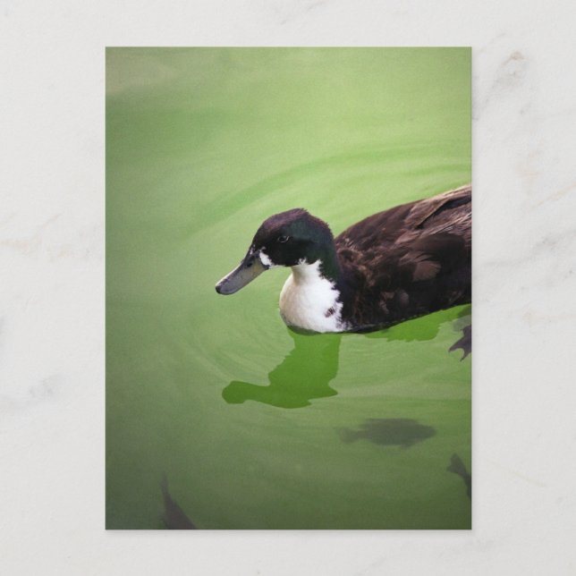 Cartão Postal Pesca com patos (Frente)