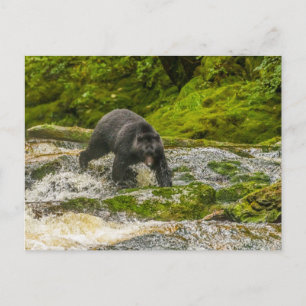 Cartão Postal Pesca com Urso Negro   Qua Creek British Columbia