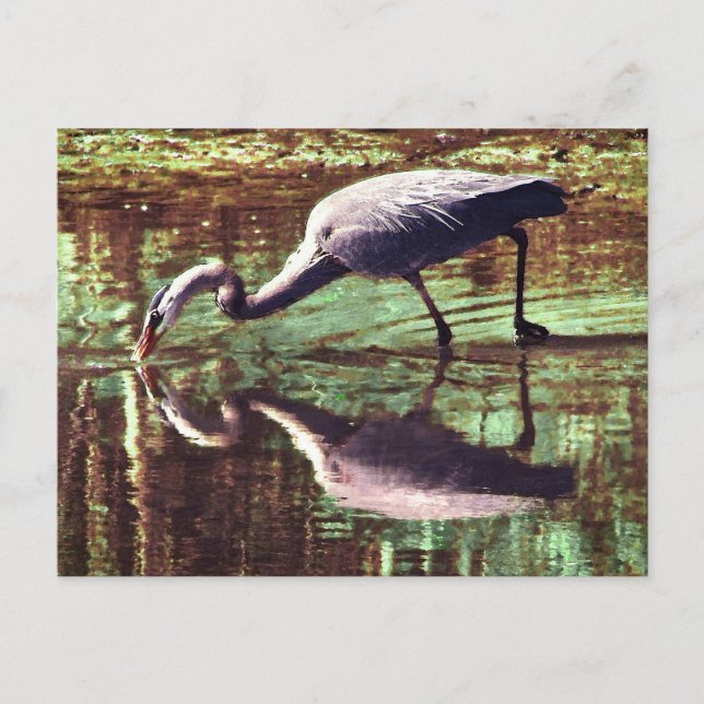 Cartão Postal Pesca de Herão Azul excelente (Frente)