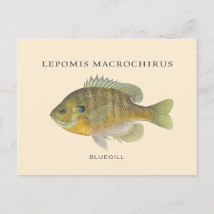 Cartão Postal Pesca de Ilustração de Bluegill