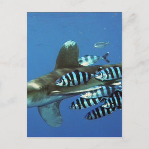 Cartão Postal pesca de peixes no mar personalizar Aniversários