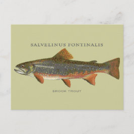 Cartão Postal Pesca De Truta Brook