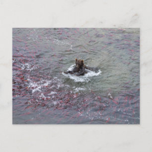 Cartão Postal Pesca Do Salmão No Alasca