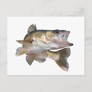 Cartão Postal Pesca Walleye
