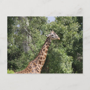 Cartão Postal pescoço de girafa