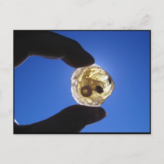 Cartão Postal Pescoço de Jessups, Long Island