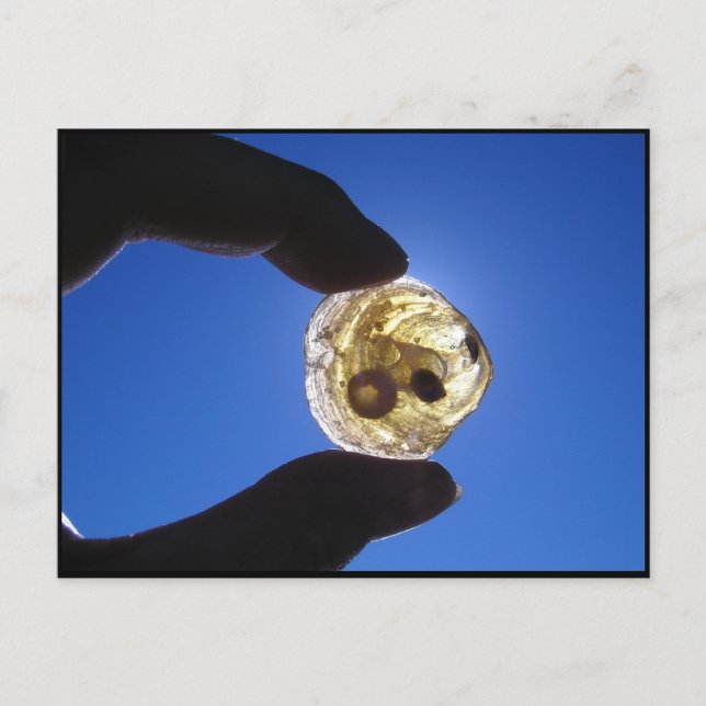 Cartão Postal Pescoço de Jessups, Long Island (Frente)