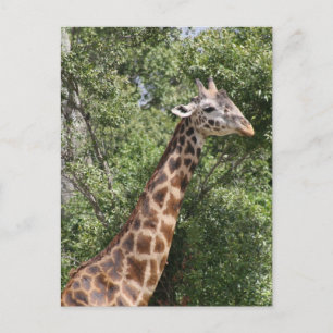 Cartão Postal pescoço longo da girafa