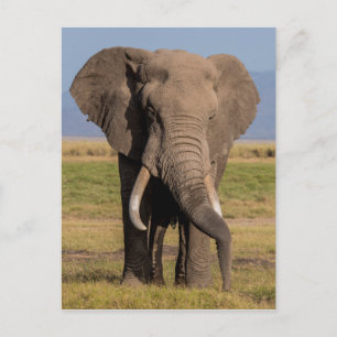 Cartão Postal Pesquisa de elefante
