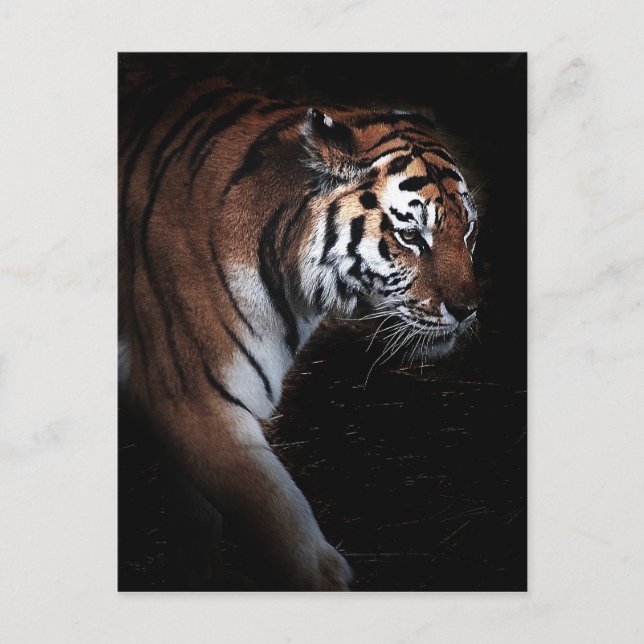 Cartão Postal Pesquisa de Tigres (Frente)