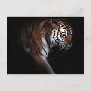 Cartão Postal Pesquisa de Tigres
