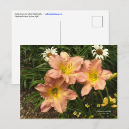 Cartão Postal Pêssego cor-de-rosa com flores amarelas