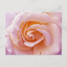 Cartão Postal Pêssego do Jardim Inglês e Rosa Rosa Rosa Rosa Ros