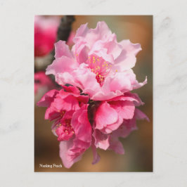 Cartão Postal Pêssego Nanking [Cartão Postal]