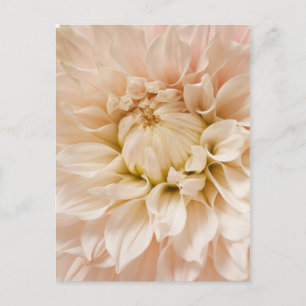 Cartão Postal Pêssego, Rosa, Branco e Creme Dahlia - Dahlias