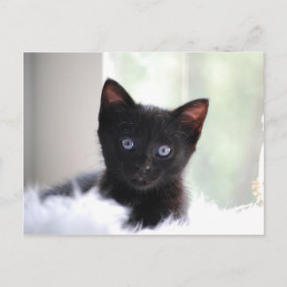 Cartão Postal Pet 17