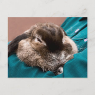 Cartão Postal Pet Bunny