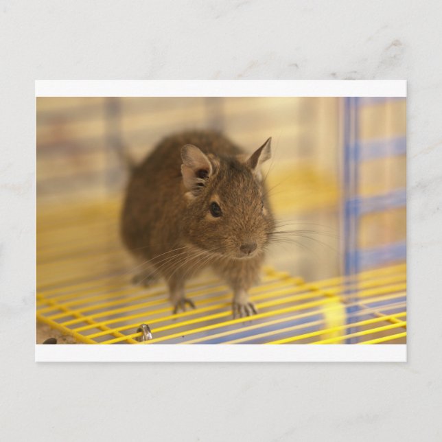 Cartão Postal Pet degu (Frente)