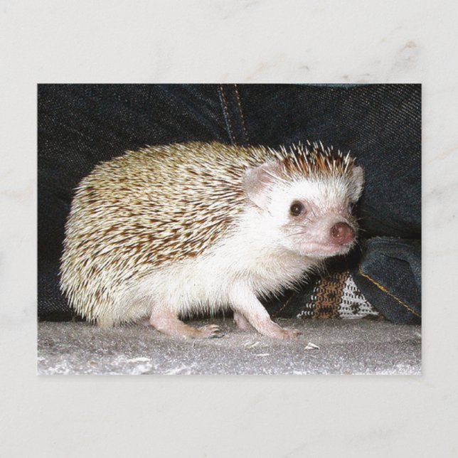 Cartão Postal Pet Hedgehog (Frente)