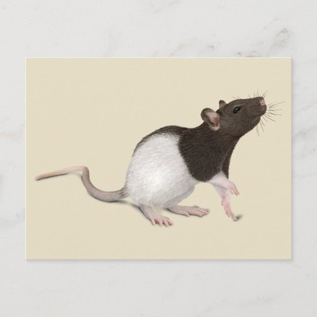 Cartão Postal Pet Rat Painting (Frente)
