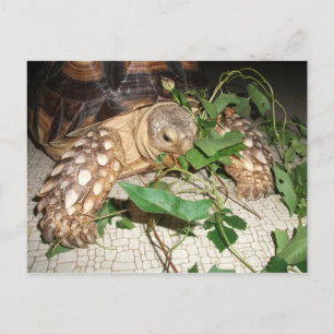 Cartão Postal Pet Sulcata Tortoise Comendo Bindweed e Mulberry 