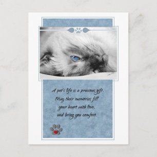 Cartão Postal Pet Sympathfor for Veterinary Office Cat Postcard