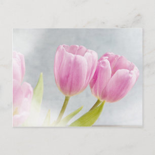 Cartão Postal Pétalas cor-de-rosa da flor da tulipa