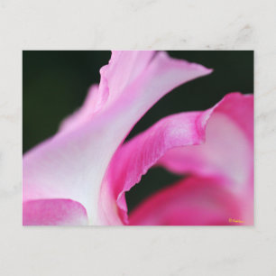 Cartão Postal Pétalas de Flor Rosa Delicada Obra de Arte