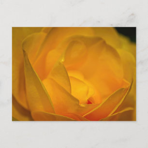 Cartão Postal Pétalas de Rosa Amarela Impressionista