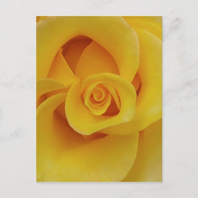 Cartão Postal Pétalas de Rosa Amarela Romântica (Frente)