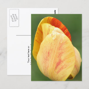 Cartão Postal Pétalas de Tulipa Fotografia de Flores Personaliza