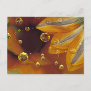 Cartão Postal Pétalas em superfície reflexiva de Mylar com gotas