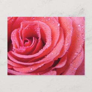 Cartão Postal Pétalas Rosa Rosa Rosa Rosa Com Gotas De Água. M