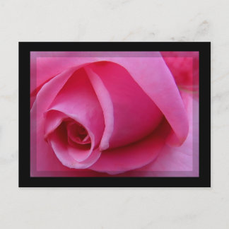 Cartão Postal Pétalas Rosa Rosa Rosa Rosa Rosa Rosa Rosa Rosa Ro