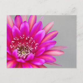 Cartão Postal Pétalas Vibrantes da Flor de Cacto Rosa