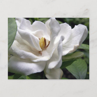 Cartão Postal Petalscape Branco de Algodão