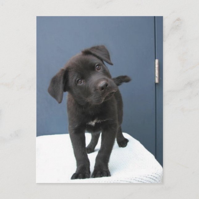 Cartão Postal Pete (Frente)