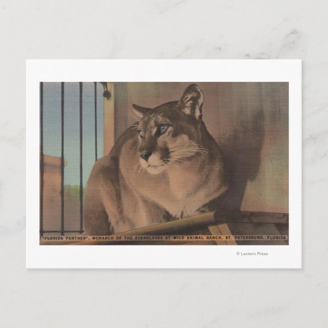 Cartão Postal Petersburgo, Flórida - Imagem Da Flórida (Frente)