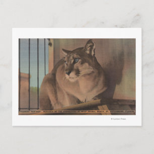 Cartão Postal Petersburgo, Flórida - Imagem Da Flórida