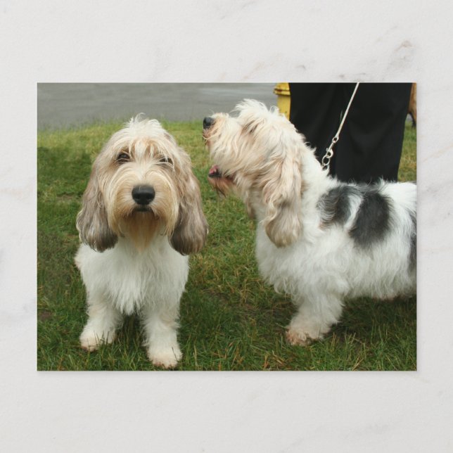 Cartão Postal Petit Basette Griffon Vendeen (Frente)