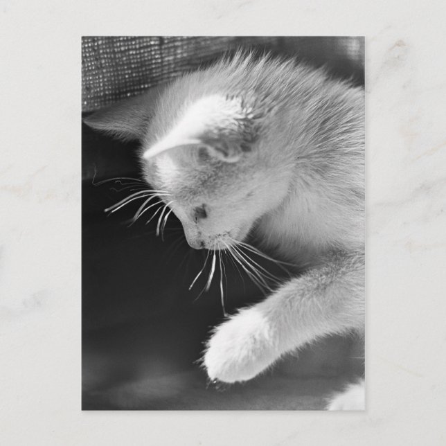 Cartão Postal Petra Poised (Frente)