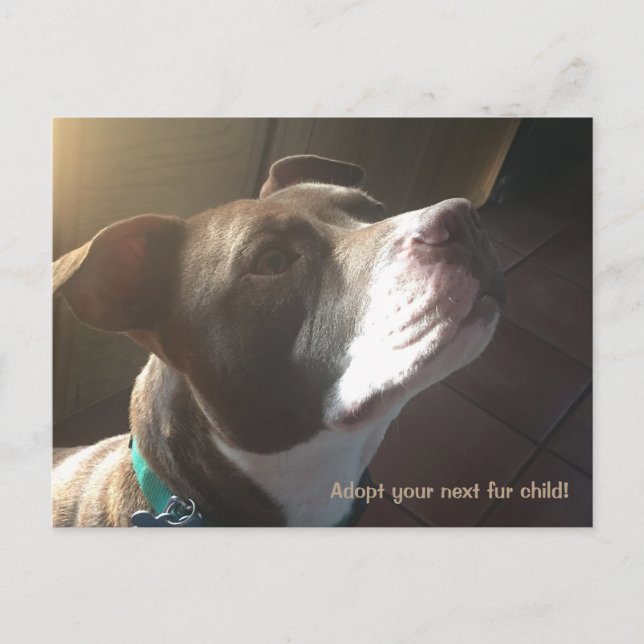 Cartão Postal Pets de abrigo de resgate para adoção de cães (Frente)